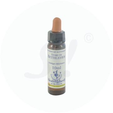 Healing Herbs Star of Bethlehem