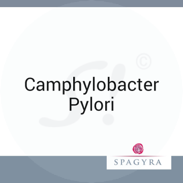 Camphylobacter Pylori Spagyra D 200 Globuli 10 ml