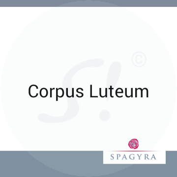 Corpus Luteum Spagyra D 6 Dilution 20 ml