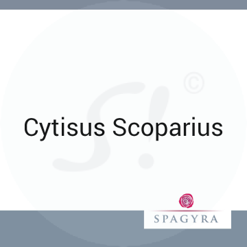 Cytisus Scoparius Spagyra Urtinktur 10 ml