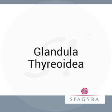Glandula Thyreoidea Spagyra 10 ml LM 6