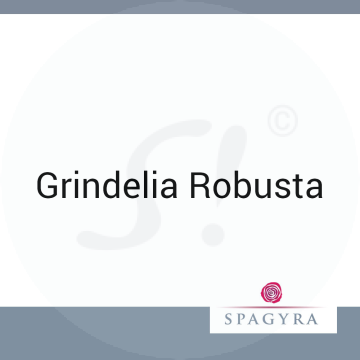 Grindelia Robusta Spagyra C 30 Globuli 10 ml