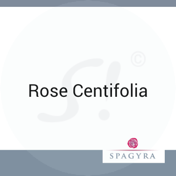 Rosa Centifolia Spagyra C 30 Globuli 10 ml