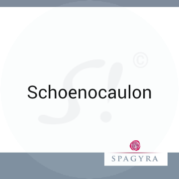 Schoenocaulon Spagyra 10 ml LM 1 Dilution