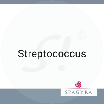 Streptococcus Spagyra 10 ml LM 6