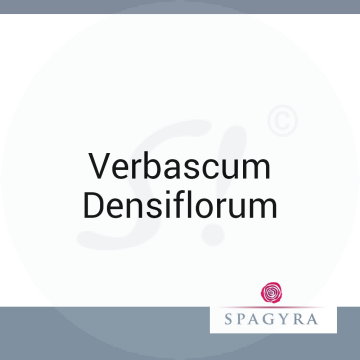 Verbascum Densiflorum Spagyra 50 ml D 4 Globuli