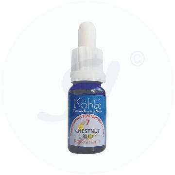 Koehle Blüten Chestnut Bud 10 ml
