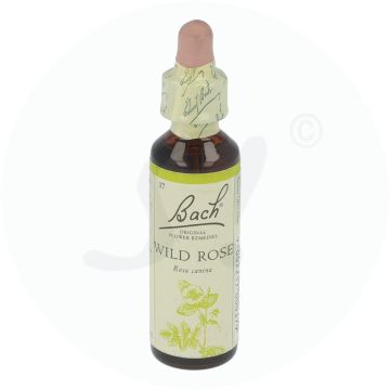 Bachblüte Klosterfrau Wild Rose 37 20 ml
