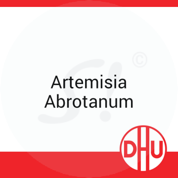 Artemisia Abrotanum DHU 8 g D 6 Globuli