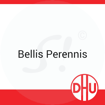 Bellis Perennis DHU 8 g C 12 Globuli