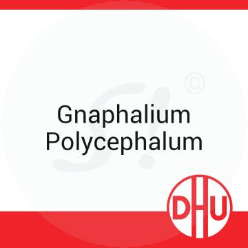 Gnaphalium Polycephalum DHU D 6 Globuli 8 g D 6 Globuli