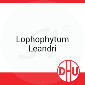 Lophophytum Leandri DHU 8 g D 12 Globuli