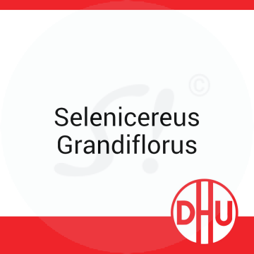Selenicereus Grandiflorus DHU 8 g C 30 Globuli