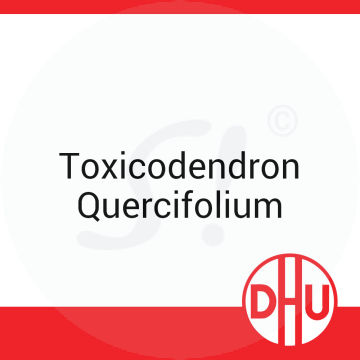 Toxicodendron Quercifolium DHU 8 g D 12 Globuli