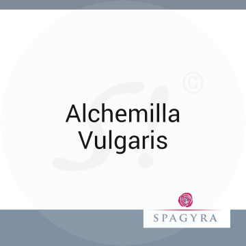 Alchemilla Vulgaris Spagyra Urtinktur