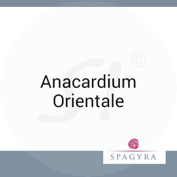 Anacardium Orientale Spagyra 10 ml D 12 Globuli