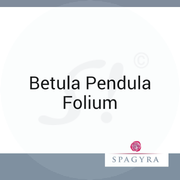 Betula Pendula Folium Spagyra D 2 Dilution 50 ml