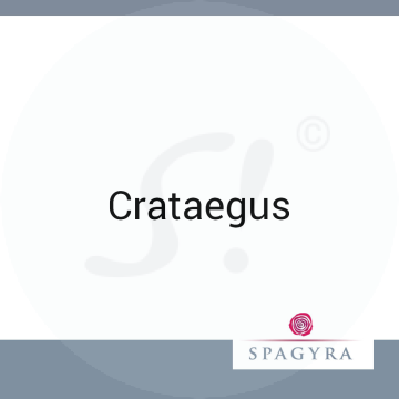 Crataegus Spagyra Urtinktur