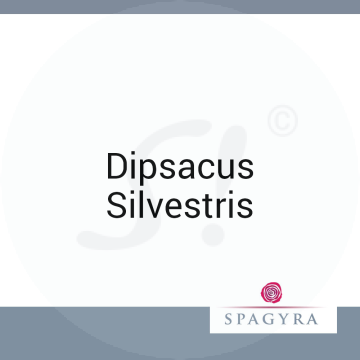 Dipsacus Silvestris Spagyra 10 ml D 30 Globuli