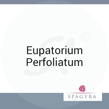 Eupatorium Perfoliatum Spagyra 10 ml D 8 Globuli