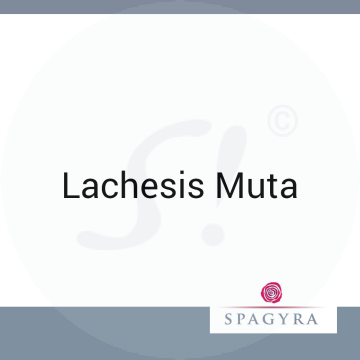 Lachesis Muta Spagyra 10 ml C 30 Globuli