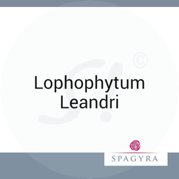 Lophophytum Leandri Spagyra 10 ml D 30 Globuli