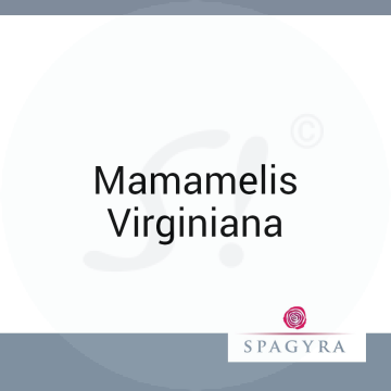 Hamamelis Virginiana Spagyra 10 ml D 4 Globuli