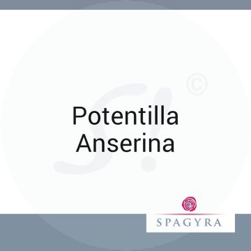 Potentilla Anserina Spagyra 10 ml D 6 Globuli