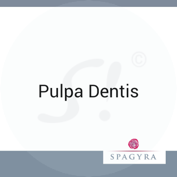 Pulpa Dentis Spagyra 10 ml D 12 Globuli