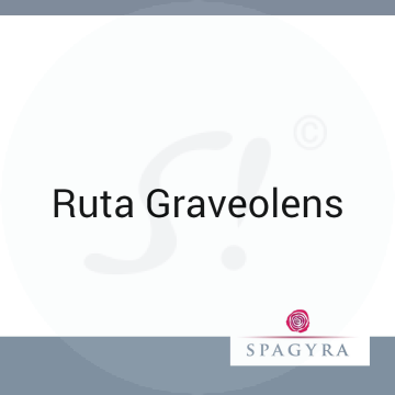 Ruta Graveolens Spagyra Urtinktur 50 ml