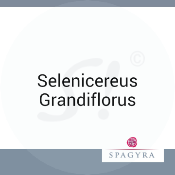 Selenicereus Grandiflorus Spagyra 10 ml D 30
