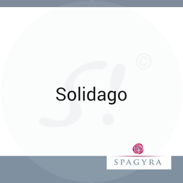 Solidago Spagyra 20 ml Urtinktur