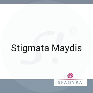 Stigmata Maydis Spagyra  Urtinktur