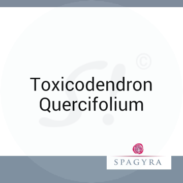 Toxicodendron Quercifolium Spagyra 50 ml D 30 Globuli