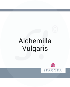 Alchemilla Vulgaris Spagyra 50 ml