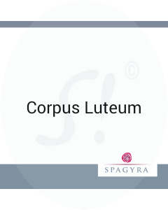 Corpus Luteum Spagyra D 6 Dilution 20 ml