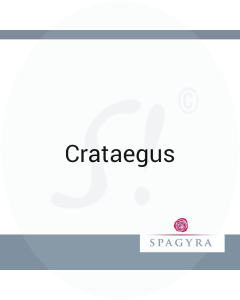 Crataegus Spagyra 10 ml D 12 Globuli