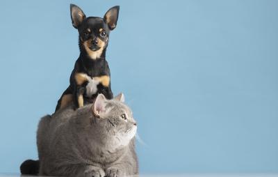 Tiergesundheit - Tipps für die Gesundheit Ihres Lieblings