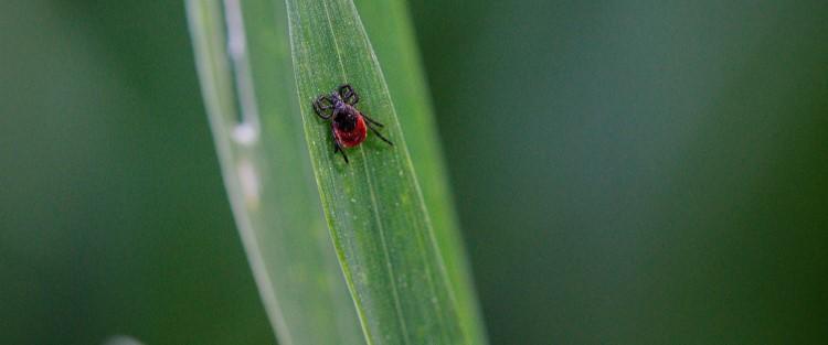 Von Allergie bis Zecken: Insektenzeit Sommer